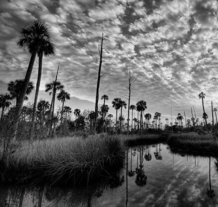 Alachua Conservation Trust