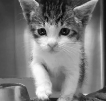 Alachua County Humane Society Alachua County Humane Society