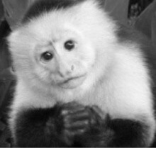Jungle Friends Primate Sanctuary Jungle Friends Primate Sanctuary
